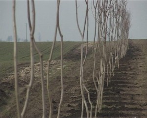 Pošumljavanje Vojvodine