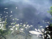 Uginulo dve tone ribe u Paliću