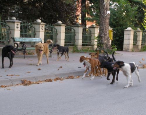 Umesto pasa, zatvaraju azil!