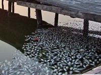 U Palićkom jezeru uginulo 8 tona ribe