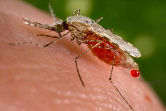 Suzbijanje komaraca od ponedeljka