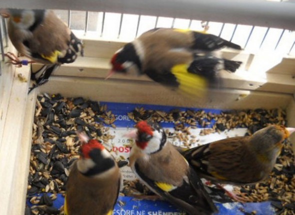 Krijumčarili zaštićene ptice