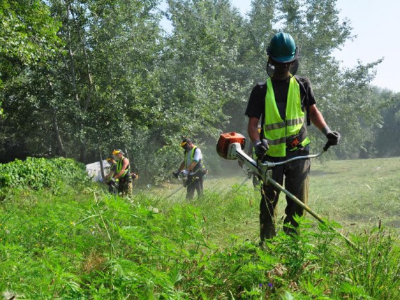 Visok nivo koncentracije polena ambrozije