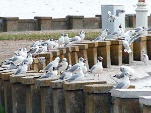 Palićki galebovi umiru