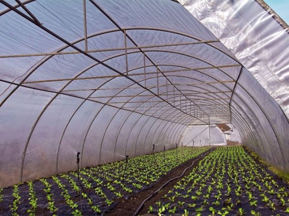 Raspisan konkurs za podsticanje poljoprivredne proizvodnje