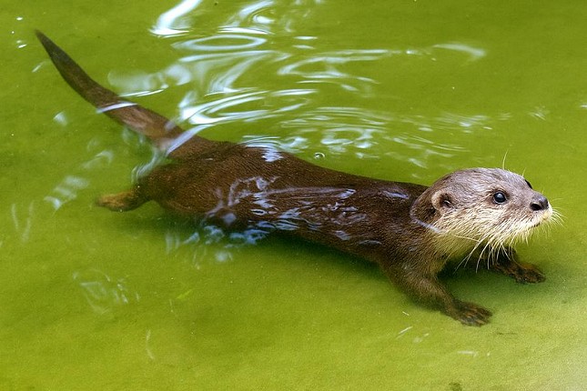 Novi stanovnici Zoo-vrta - azijska patuljasta vidra i kapibara