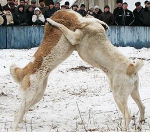 Borbe pasa kao krivično delo