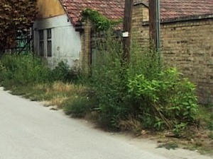 Korov u ulici Bore Stankovića