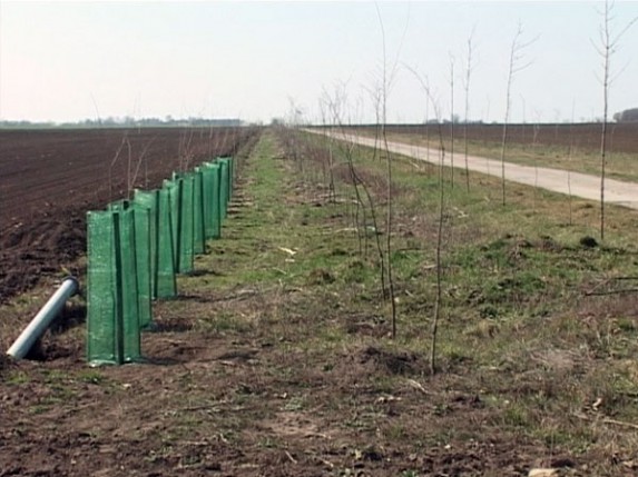 10 kilometara poljozaštitnih pojaseva