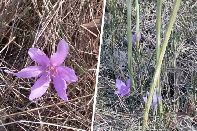 Počelo brojanje šafranike