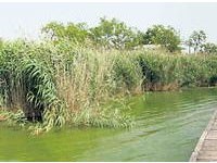 Žetva trske po ledu