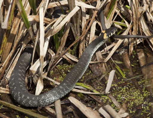 Učenika na ekskurziji ujela zmija