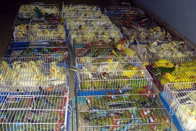 Sprečeno krijumčarenje 372 papagaja