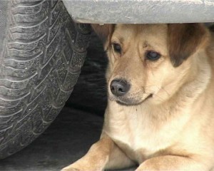 Problem pasa lutalica sve izraženiji