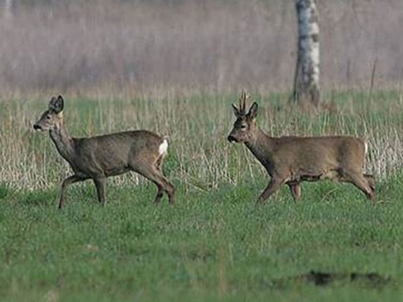 Krivolovci divljači postavljali svirepe zamke