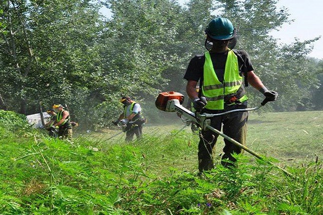 Plansko košenje ambrozije u toku, i građani u obavezi da suzbijaju ovu korovsku biljku
