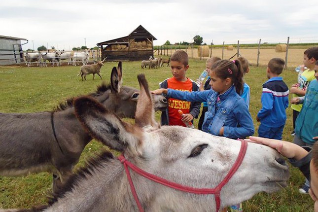 Edukativni letnji program „U hladu salaša“