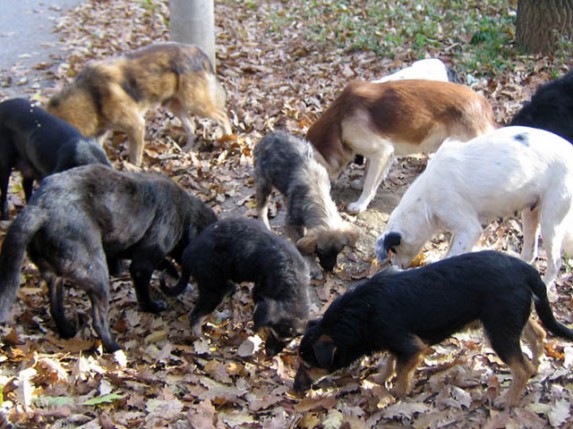 Sterilizacija usled velikog broja pasa lutalica na ulicama Subotice