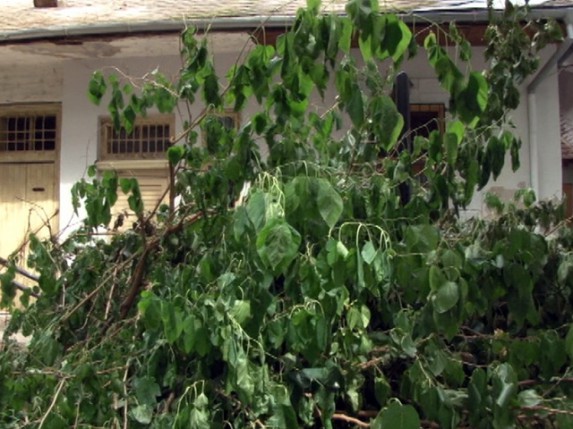 Sporna seča stabala duda