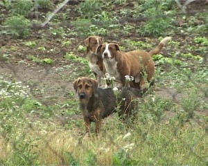 Ponovo napadi pasa lutalica