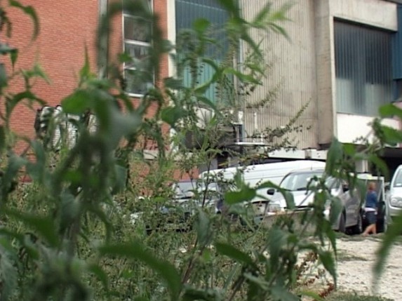 Ambrozija u centru grada