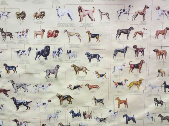 Obavezno polaganje ispita o socijalizovanosti za pse