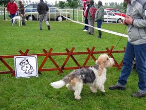 Međunarodna izložba pasa na Kelebiji