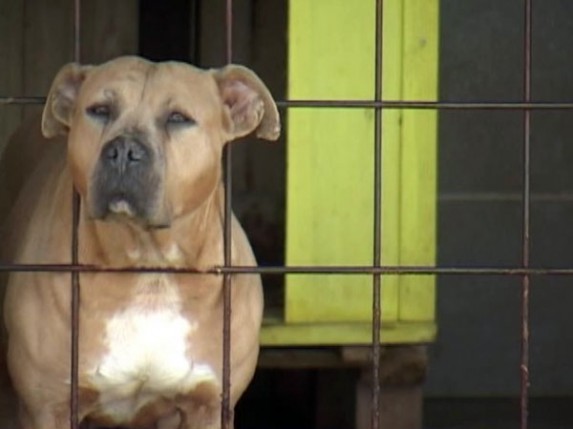 Pasa lutalice sve više