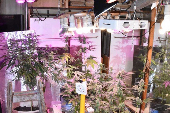 Otkrivena laboratorija za proizvodnju marihuane