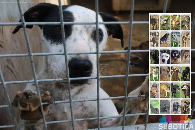 Psi iz Prihvatilišta u subotu na Prozivci - promocija udomljavanja napuštenih životinja