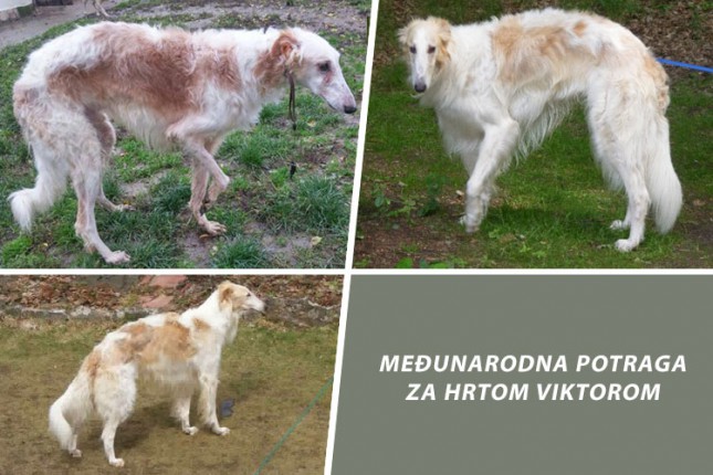 Međunarodna potraga za hrtom Viktorom