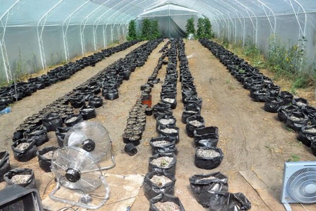 Uhapšen osumnjičeni za neovlašćenu proizvodnju i stavljanje u promet opojnih droga