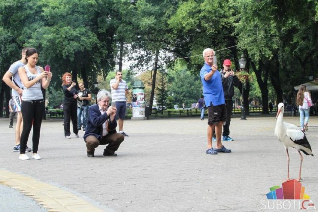 Neobični gosti u gradskom centru