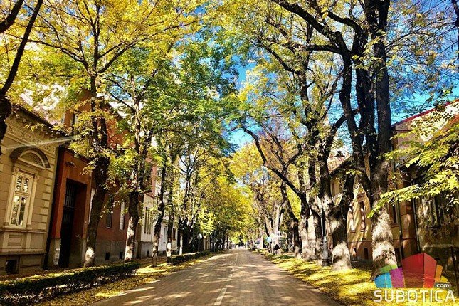 Sadnja drveća se odvija redovno, ali ne može bilo gde