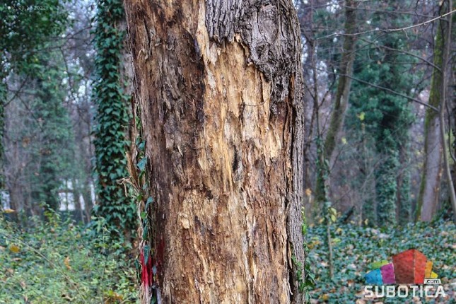 U toku radovi na održavanju i uklanjanju "bolesnih" stabala u parku na Paliću