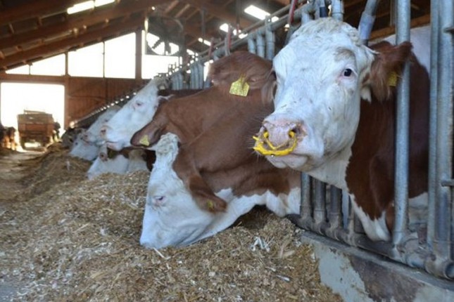 Selekcijskom smotrom stoke do kvalitenih priplodnih grla