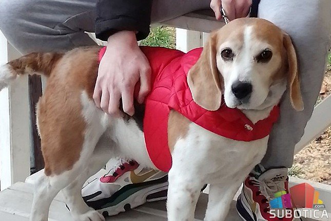 Učenici Hemijsko-tehnološke škole napravili odeću i hranu za pse