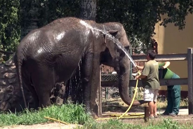 Toplo i životinjama u ZOO vrtu
