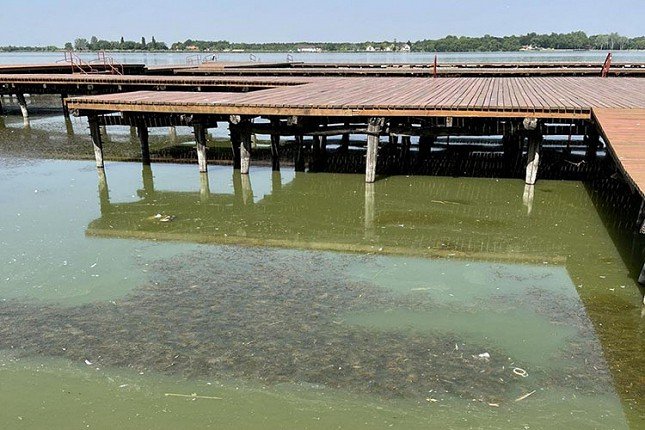 Po Palićkom jezeru se širi vodena vegetacija, što je pozitivna pojava