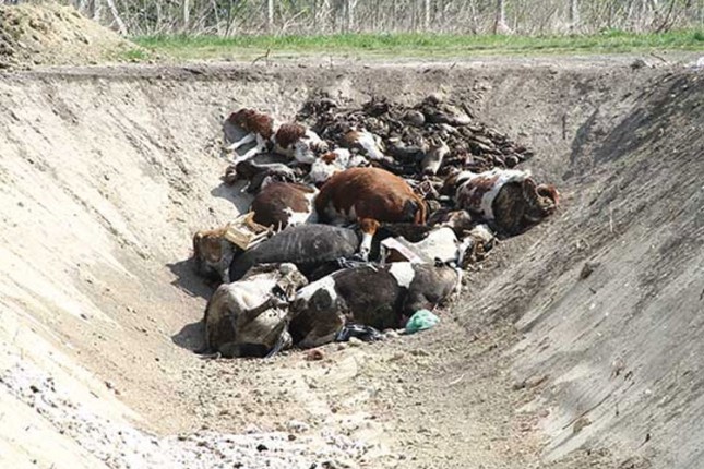 Bez rešenja za stočno groblje u Bajmoku