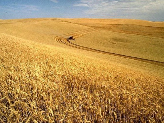 U Subotici manje površina pod pšenicom nego lani