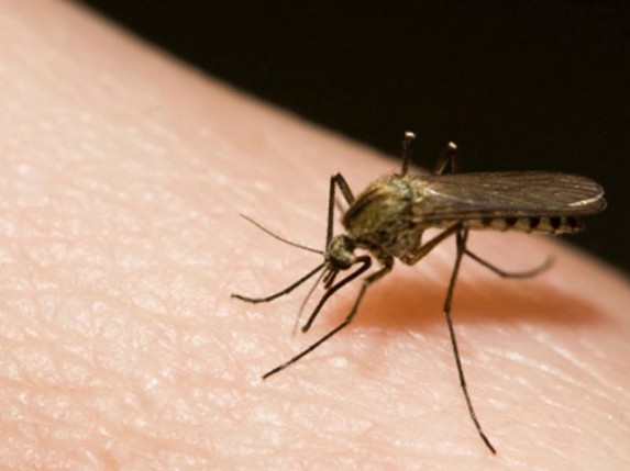 U Subotici nije zabeležen virus groznice Zapadnog Nila