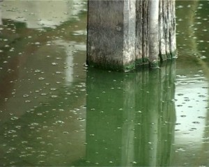 Živi svet u jezeru pati