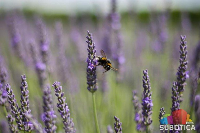 "Humanitarni dani lavande" za vikend u Željezničkom naselju