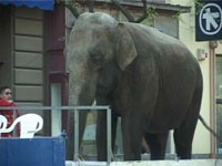 Stigao cirkus u Suboticu