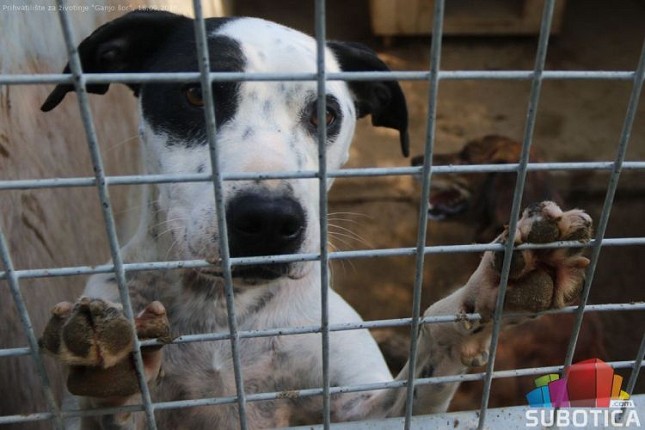 U prihvatilištu za napuštene životinje trenutno boravi 270 pasa