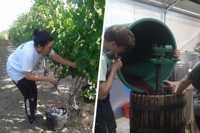 Vinska priča - u školskim okvirima