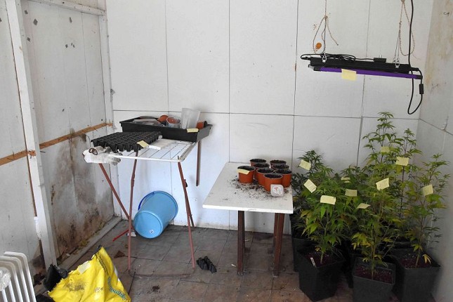 Otkrivena laboratorija za uzgoj marihuane, dvojica uhapšenih