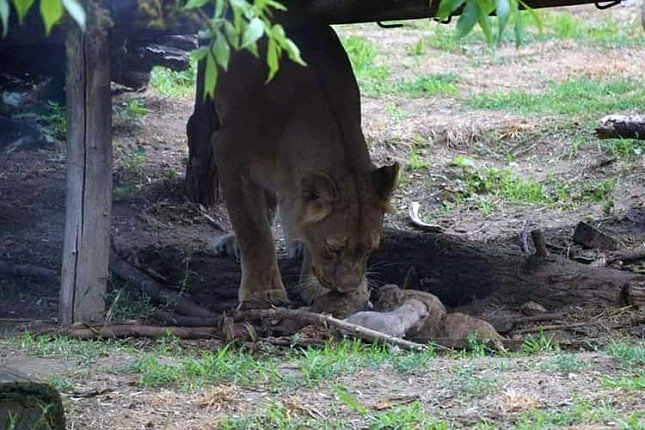 Lavica u palićkom Zoo vrtu donela na svet četiri mladunčeta