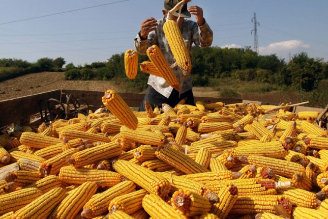 Imaćemo bogat rod kukuruza, ali ga treba i sačuvati